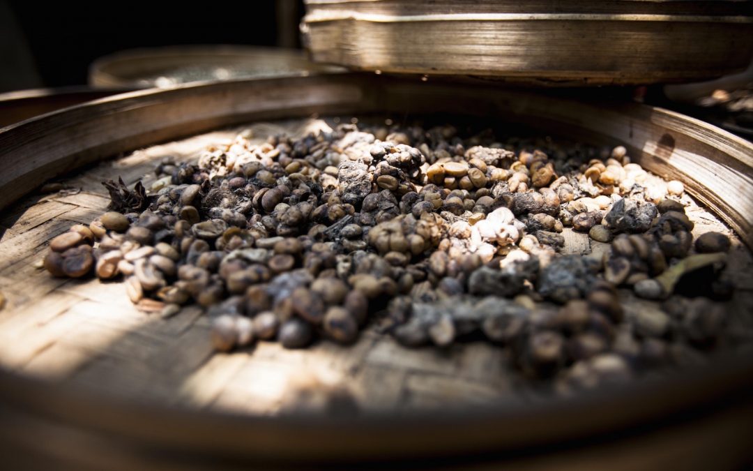Indonesian Civet Cat Poop Coffee Brews Up Controversy